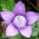 Gentianella anisodonta flower picture by Gabriele Vignati (cc-by-sa)