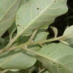 Cestrum tomentosum leaf picture by Nelson Zamora Villalobos (cc-by-nc)