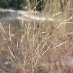 Stipa offneri leaf picture by Guillaume Francioso (cc-by-sa)