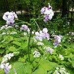 Lunaria rediviva flower picture by Alexander Marx (cc-by-sa)