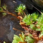 Saxifraga moschata leaf picture by Fabien Anthelme (cc-by-sa)