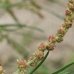 Atriplex littoralis flower picture by Rico Mende (cc-by-sa)