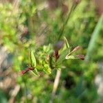 Jasminum beesianum leaf picture by Michael Ellingham (cc-by-sa)