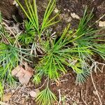 Actiniopteris semiflabellata habit picture by Susan Brown (cc-by-sa)