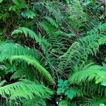 Athyrium filix-femina habit picture by Pierre LEON (cc-by-sa)