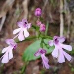 Cynorkis purpurascens flower picture by Jean-Alain Fontaine (cc-by-sa)