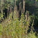 Malva olbia habit picture by Francois Mansour (cc-by-sa)