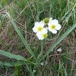 Sagittaria latifolia flower picture by Elisabeth Lepetitcolin (cc-by-sa)