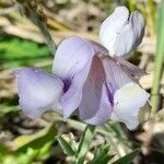 Lathyrus pubescens flower picture by Trap Hers (cc-by-sa)