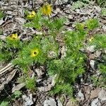 Adonis microcarpa habit picture by yisus (cc-by-sa)