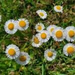 Erigeron quercifolius flower picture by Rick Schupp (cc-by-sa)