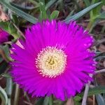 Carpobrotus rossii flower picture by Ball Darren (cc-by-sa)