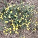 Coronilla minima flower picture by Athos Zanarini (cc-by-sa)