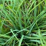 Carex panicea leaf picture by nicolas pecqueux (cc-by-sa)