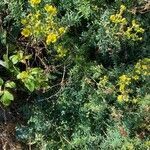 Ruta chalepensis habit picture by Francois Mansour (cc-by-sa)