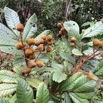 Cupania rufescens habit picture by Nelson Zamora Villalobos (cc-by-nc)