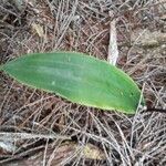 Cynorkis squamosa leaf picture by Bernard REYNAUD (cc-by-sa)