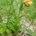 Cypripedium parviflorum flower picture by George Annette (cc-by-sa)