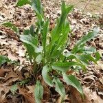 Rumex patientia habit picture by William Coville (cc-by-sa)