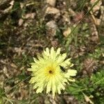 Urospermum dalechampii flower picture by jean claude Bonnin (cc-by-sa)