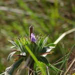 Hygrophila auriculata flower picture by Maarten Vanhove (cc-by-sa)