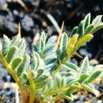 Astragalus siculus leaf picture by paolo sandrucci (cc-by-sa)