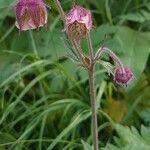 Geum rivale habit picture by Manuëlle (cc-by-sa)