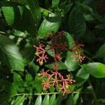 Cissus erosa fruit picture by Lauton Everton (cc-by-sa)