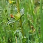 Rhinanthus minor leaf picture by Burgospain (cc-by-sa)