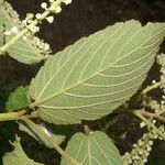 Gouania polygama leaf picture by Nelson Zamora Villalobos (cc-by-nc)