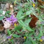 Melampyrum subalpinum flower picture by Tomas Tomas (cc-by-sa)