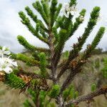 Aragoa abietina habit picture by Fabien Anthelme (cc-by-sa)