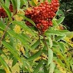 Sorbus americana fruit picture by Jessica jessicaflag (cc-by-sa)