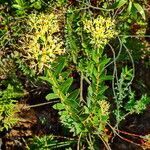 Normandia neocaledonica habit picture by Richard Chesher (cc-by-sa)