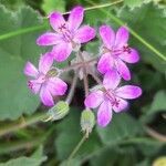 Erodium laciniatum flower picture by iannizzotto michele (cc-by-sa)