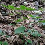 Hydrangea arborescens habit picture by Bruce Winter (cc-by-sa)