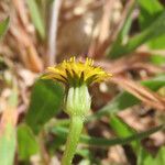 Hedypnois rhagadioloides flower picture by Emanuele Santarelli (cc-by-sa)