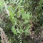 Vicia tetrasperma habit picture by Eva Set (cc-by-sa)