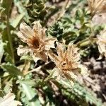 Leucheria salina flower picture by Trap Hers (cc-by-sa)