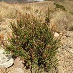 Oxylobus arbutifolius habit picture by Fabien Anthelme (cc-by-sa)