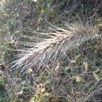 Elymus canadensis fruit picture by Ricardo Muñoz (cc-by-sa)