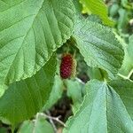 Morus rubra fruit picture by billie norton (cc-by-sa)