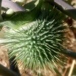 Datura innoxia fruit picture by christophe gorla (cc-by-sa)