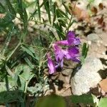 Vicia americana flower picture by Edward Camp (cc-by-sa)