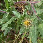 Centaurea benedicta habit picture by Llandrich anna (cc-by-sa)