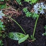 Allium ursinum habit picture by Sabina Hartmann (cc-by-sa)