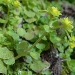 Chrysosplenium oppositifolium habit picture by linaire (cc-by-sa)