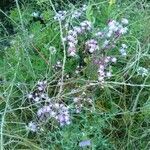 Pericallis echinata habit picture by bas yves (cc-by-sa)