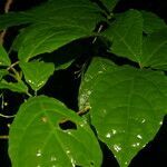 Aegiphila costaricensis leaf picture by Nelson Zamora Villalobos (cc-by-nc)