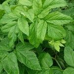 Angelica archangelica leaf picture by Aldis Niedols (cc-by-sa)